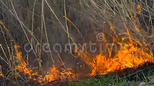 田野里的干草着火了视频