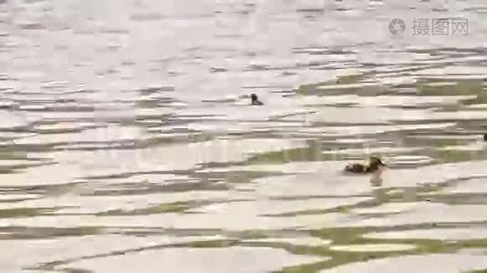 五颜六色的小鸭子在湖里游泳和寻找食物，马拉德视频