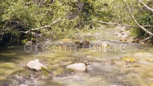 岩石河中的水流。 山河流水视频