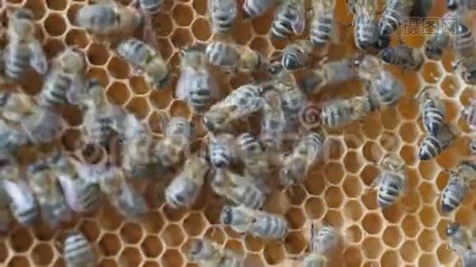 工作蜜蜂用蜂蜜做蜂巢。视频
