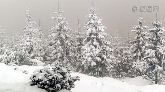 冬天公园里积雪覆盖着树木视频