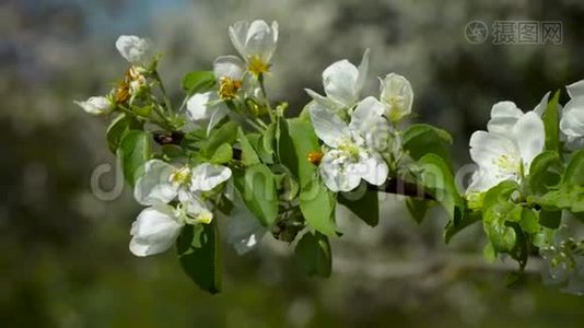 开花树上的花视频