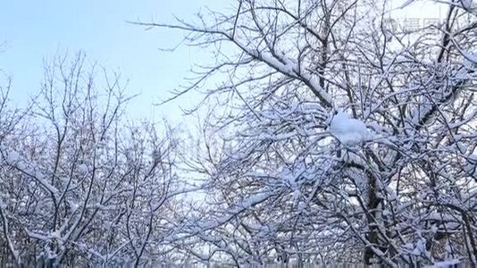 冬天公园里美丽的雪覆盖着树枝。 垂直全景视频