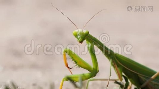 昆虫绿色的螳螂坐在沙滩上视频