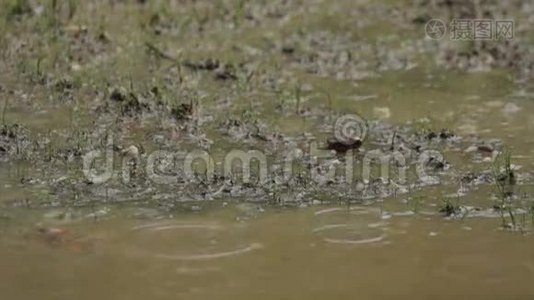 雨和水坑在缓慢的运动视频