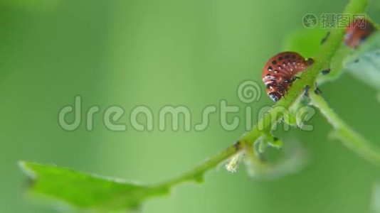 科罗拉多马铃薯甲虫幼虫在花园里吃土豆叶。 害虫和寄生虫破坏农业作物视频