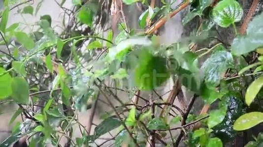 雨落在花园地上的动作视频