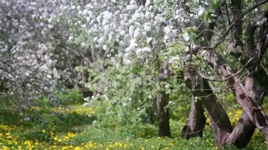 春天花园里的花视频