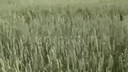 夏风盘自然背景下的麦田浪视频