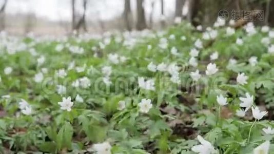 在春天的森林里用雪滴滑行。 在风中摇曳的花朵视频