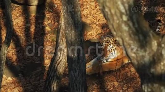 美丽的阿穆尔或乌苏里老虎躺在俄罗斯普里莫尔斯基野生动物园视频