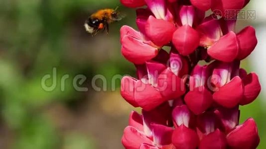 红羽扇豆花上的大黄蜂视频