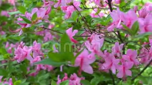 在花园里绽放着美丽的粉红色杜鹃花。视频