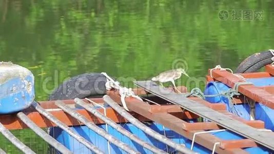 一只灰色的小鹭正在码头上的一条河上钓鱼。视频