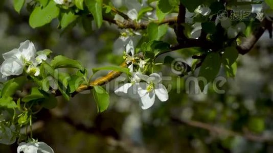 开花树上的花视频