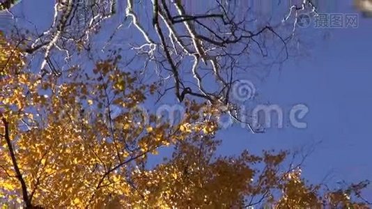 金秋林中的大白桦树干视频