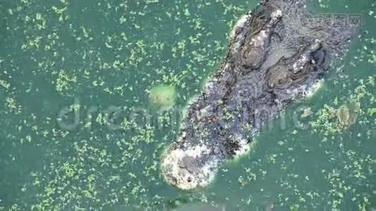 鳄鱼或鳄鱼在河中或池塘中等待和注视猎物视频