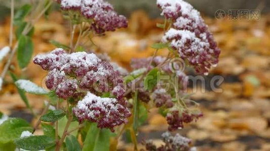 冻红花自然初雪.视频