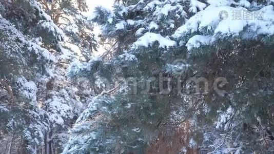 冬天的背景，雪地里的树。 慢动作视频。 圣诞节常绿云杉树与新鲜的雪。 冰冻松松视频