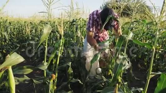 农民在田里收割玉米视频