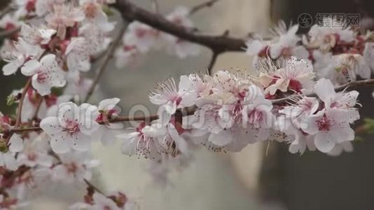 杏花开在花园里.视频