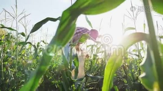 农民在田里收割玉米视频