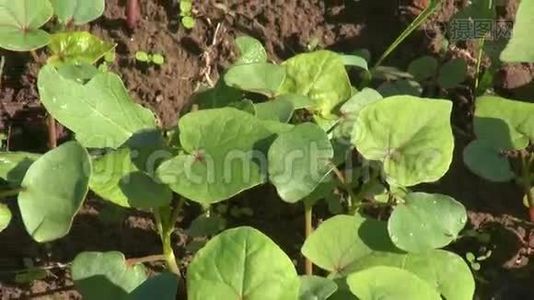 夏季农场的新鲜幼荞麦芽视频