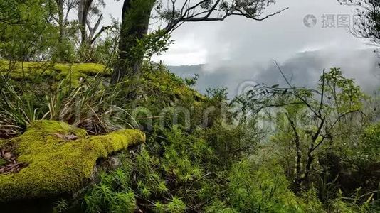 雾滚滚的热带雨林，雾蒙蒙的山林视频