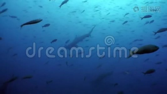 加拉帕戈斯海下泻湖浅滩鱼中的锤头鲨。视频