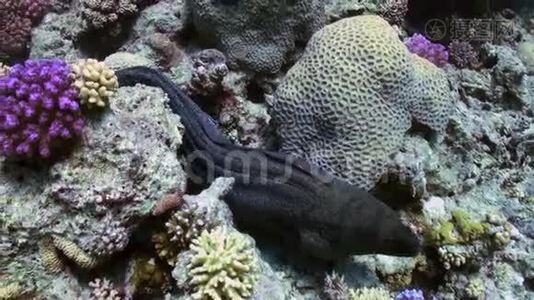莫雷·艾尔把头探出礁石的洞。视频