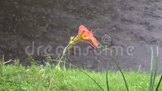 公园附近池塘和花的夏雨视频