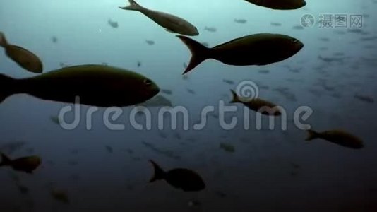 加拉帕戈斯海下泻湖浅滩鱼中的锤头鲨。视频