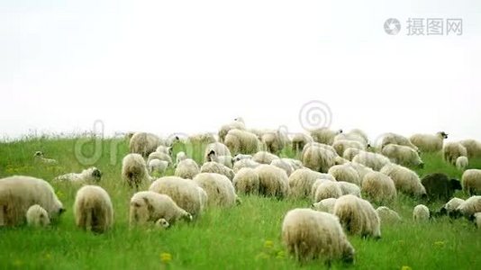 一群在野外放牧的绵羊视频