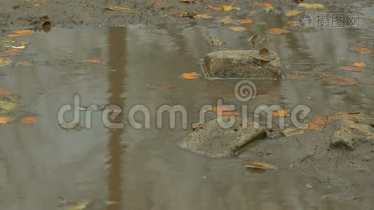 秋天的黄叶浮在水池里是石头视频