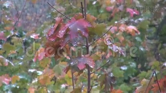 秋天第一场雪落在枫叶上视频