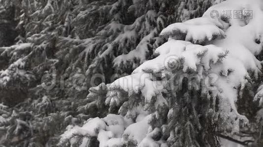 大雪纷飞。 雪覆盖松树枝视频