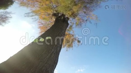 大自然和风中的树视频