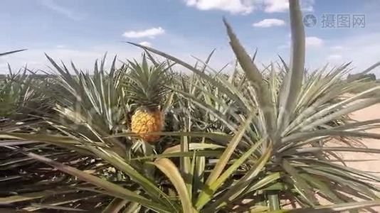 菠萝农场视频