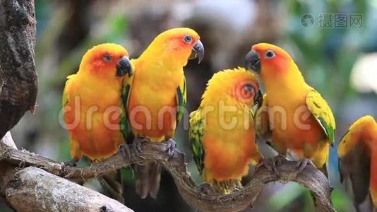 太阳锥鹦鹉鸟群在树枝上。视频