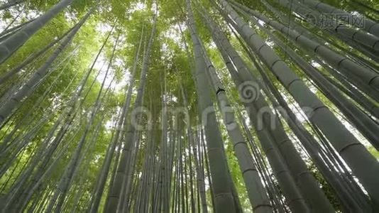 镰仓竹林惊人的广角景观视频
