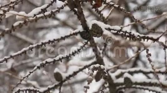 干枝树，松果，冬季自然，雪景视频