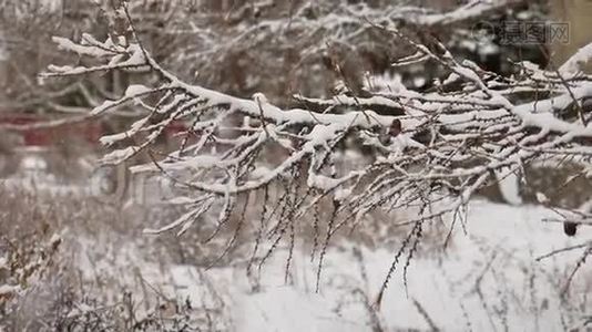 干枝树，松果，冬雪，自然景观视频