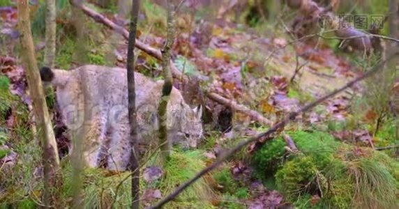 在森林里扮演幼猫幼崽视频