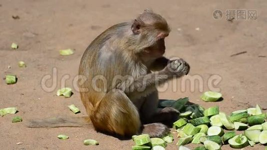 恒河猴视频