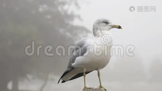 鸥在休息.视频