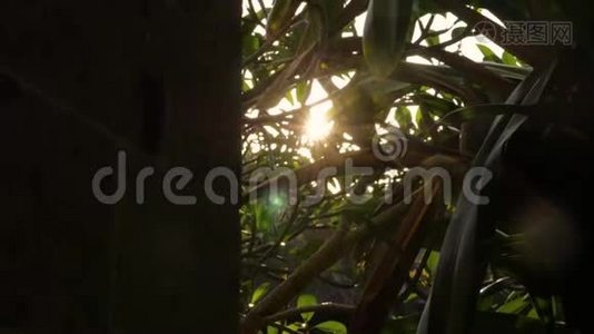 从树上晒太阳。视频
