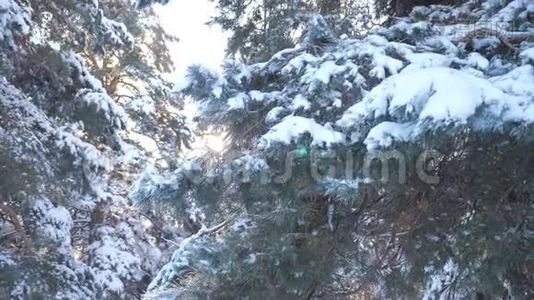 冬天的背景，雪地里的树。 慢动作视频。 圣诞节常绿云杉树与新鲜的雪。 冰冻松松视频