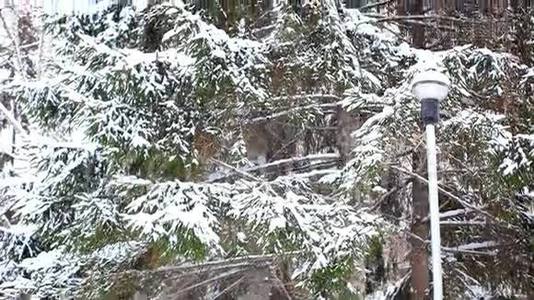 雪覆盖树云杉在冬季降雪。视频