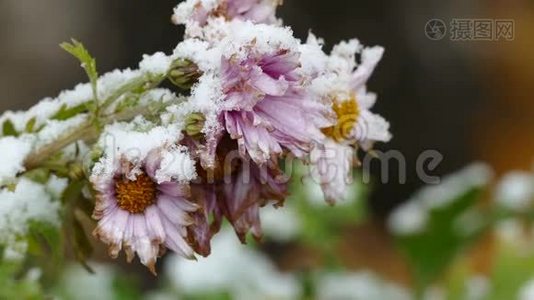 冻花自然先雪落.视频