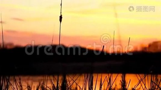 夕阳西下的河景草地，橙色的自然视频